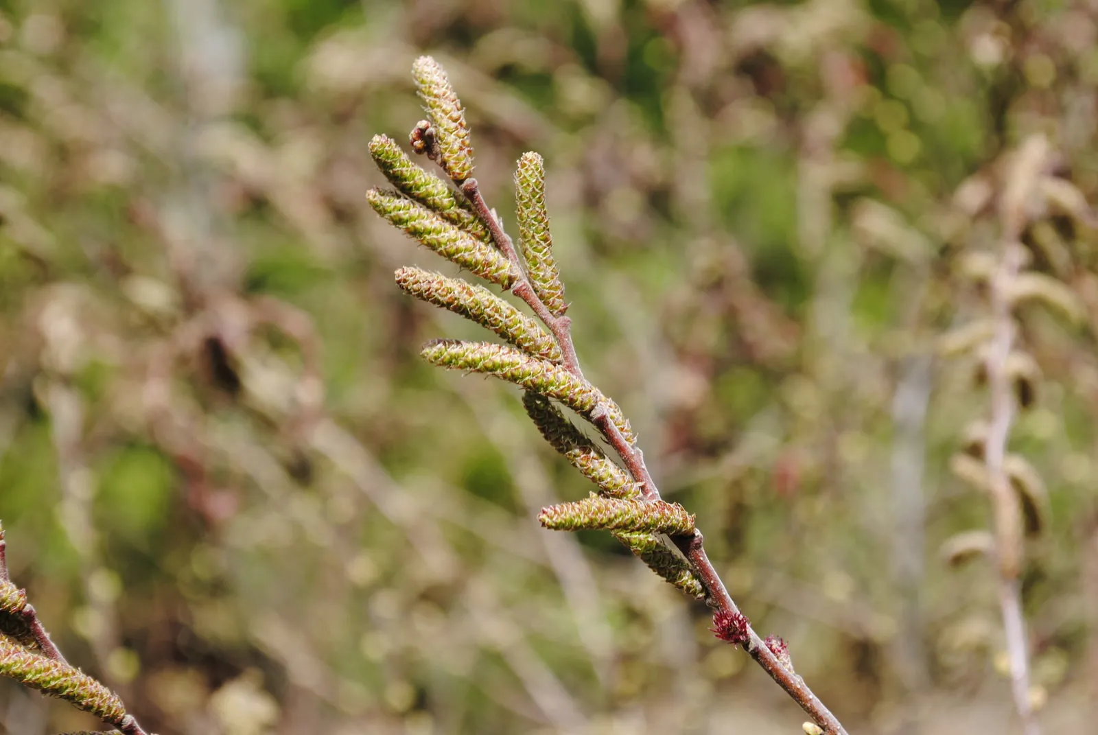 Sweetfern - Comptonia peregrina