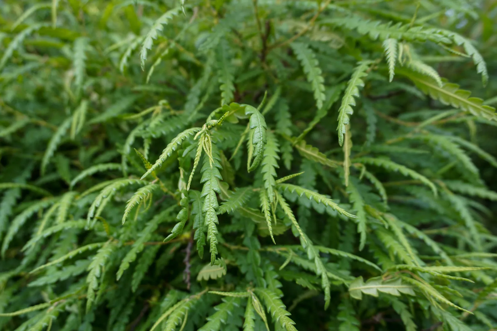 Sweetfern - Comptonia peregrina